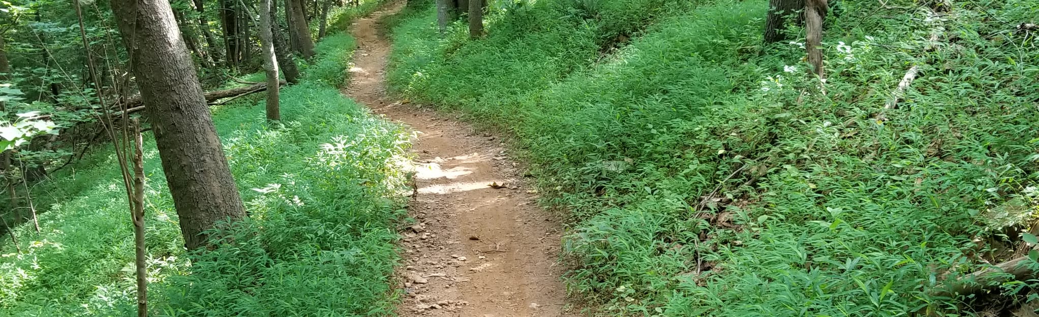 Geitner Rotary Park Loop - North Carolina | AllTrails
