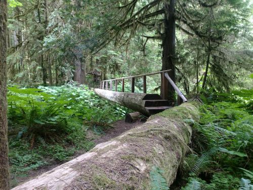 Little river trail 2025 olympic national park