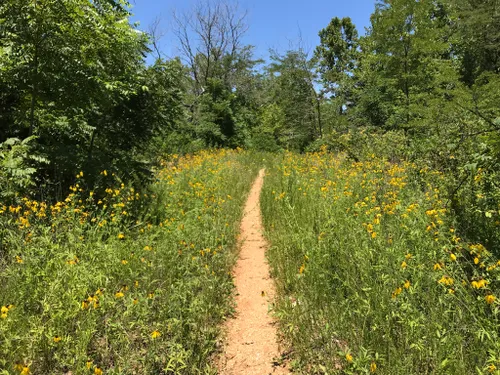 10 Best Hikes And Trails In Mark Twain National Forest Alltrails