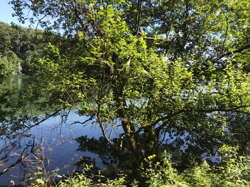 Rundweg Lingeseetalsperre