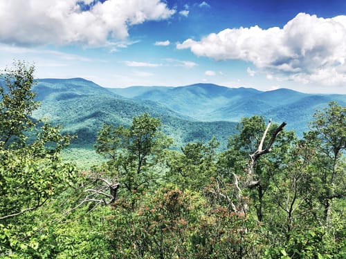 are dogs allowed at shenandoah national park