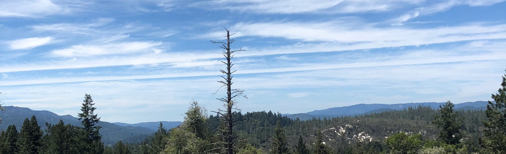 Redwood Grove Loop Trail and Cowell - EyJidWNrZXQiOiJhc3NldHMuYWxsdHJhaWxzLmNvbSIsImtleSI6InVwbG9hZHMvcGhvdG8vaW1hZ2UvMjA5MTMxNjkvMDU3YTU3NzViMjdkNWIwMmMxMTkyZTZmNDFjZGI5ZTYuanBnIiwiZWRpdHMiOnsidG9Gb3JtYXQiOiJqcGVnIiwicmVzaXplIjp7IndpZHRoIjoyMDQ0LCJoZWlnaHQiOjYyNCwiZml0IjoiY292ZXIifSwicm90YXRlIjpudWxsLCJqcGVnIjp7InRyZWxsaXNRdWFudGlzYXRpb24iOnRydWUsIm92ZXJzaG9vdERlcmluZ2luZyI6dHJ1ZSwib3B0aW1pc2VTY2FucyI6dHJ1ZSwicXVhbnRpc2F0aW9uVGFibGUiOjN9fX0=