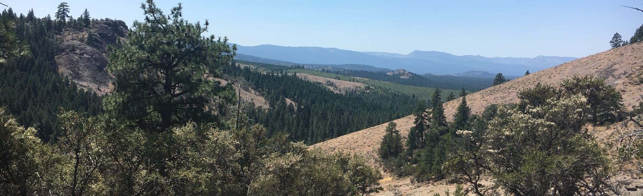 Portola "P" Trail 38 Reviews, Map California AllTrails