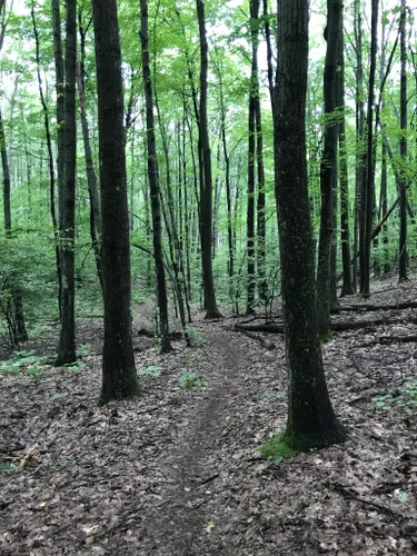 Best Forest Trails in Big M Recreation Area | AllTrails