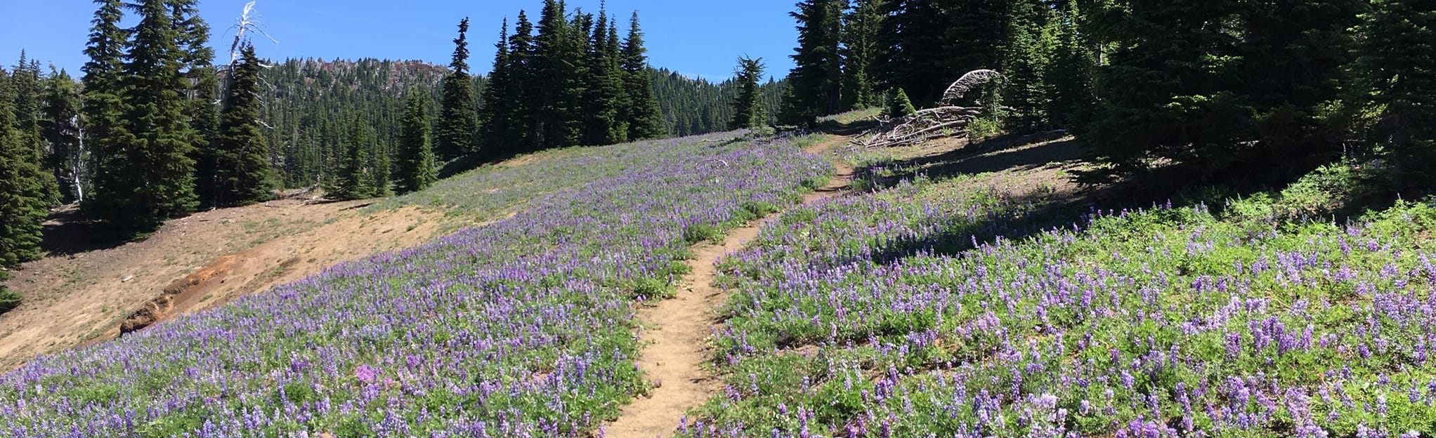 Scott Pass Trail via Scott Trail, Oregon - 10 Reviews, Map | AllTrails