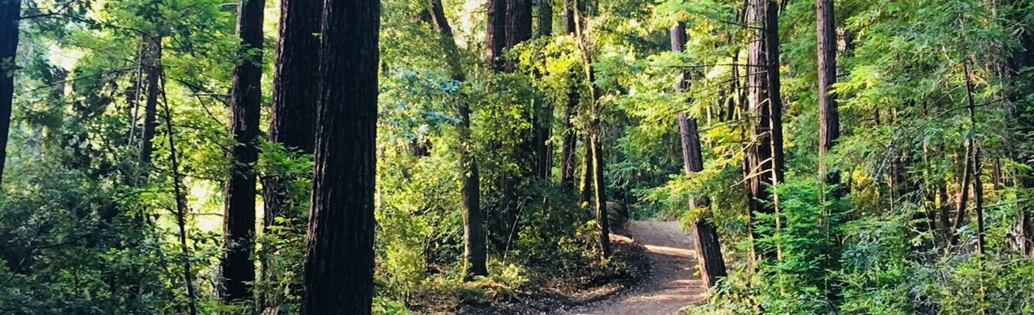 Pescadero Creek and Brook Trail Loop, California - 114 Reviews, Map ...