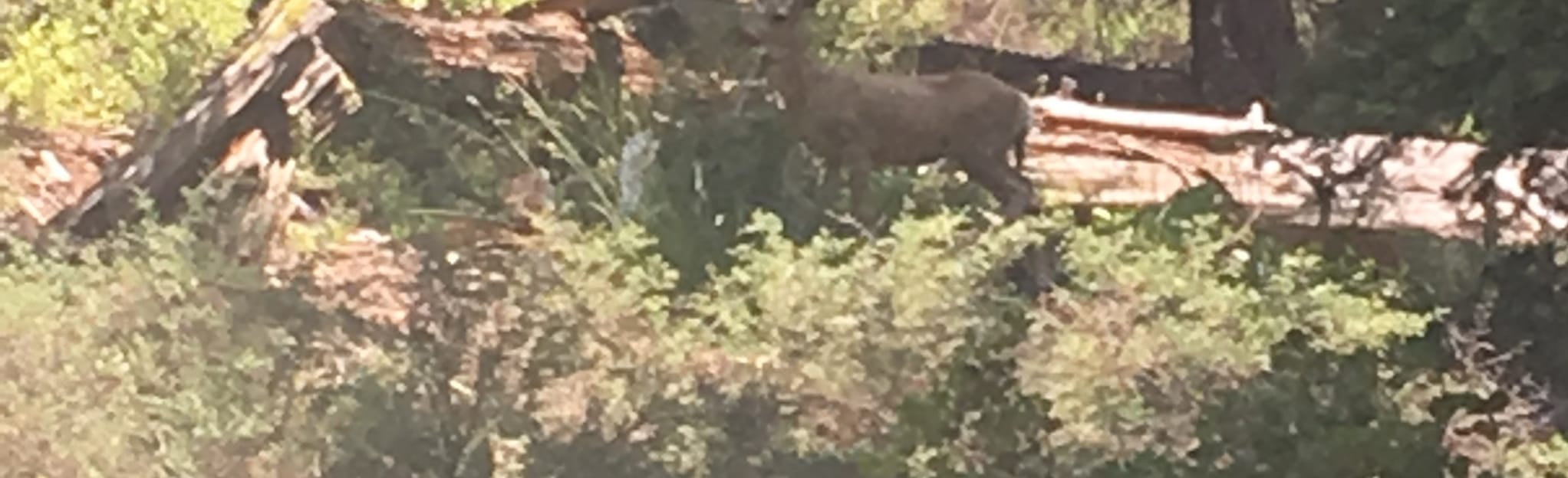 Jack Pine Road to Deer Creek Trail 14 Reviews, Map California