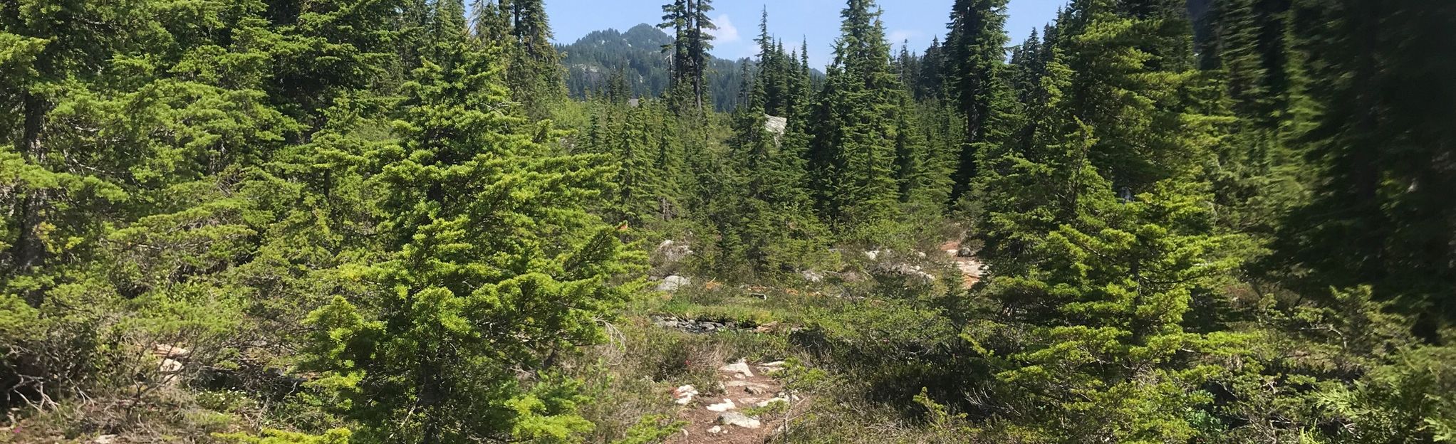 Brew Mountain Via Roe Creek Trail: 54 Reviews, Map - British Columbia 