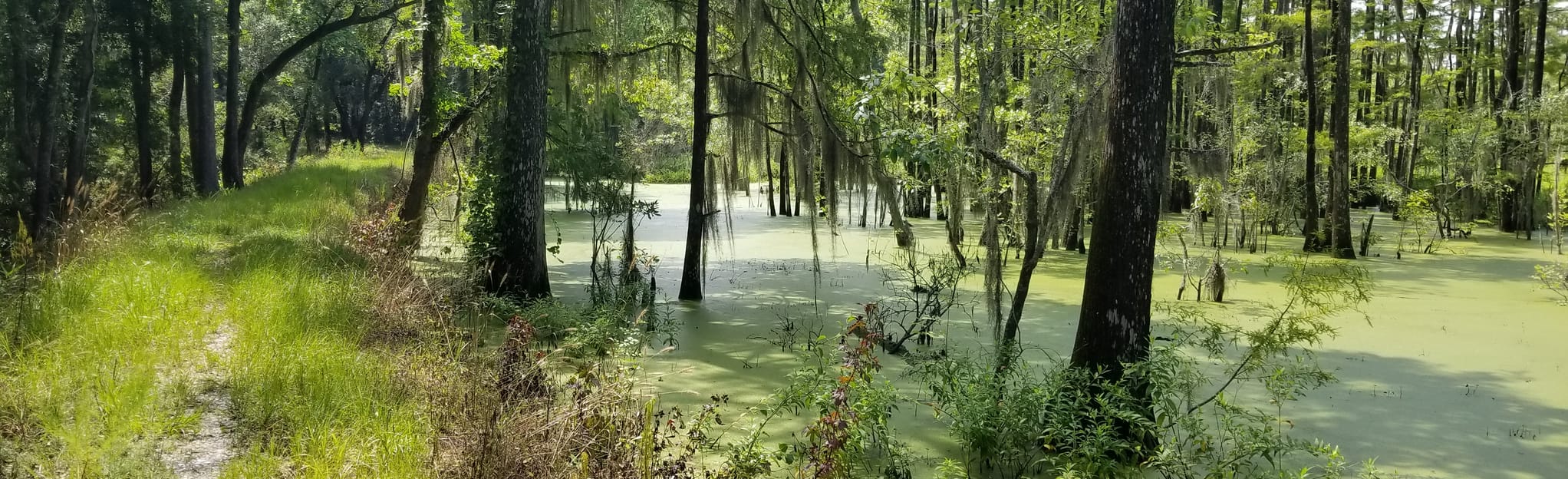 Dungannon Plantation Heritage Reserve Trail, South Carolina 354