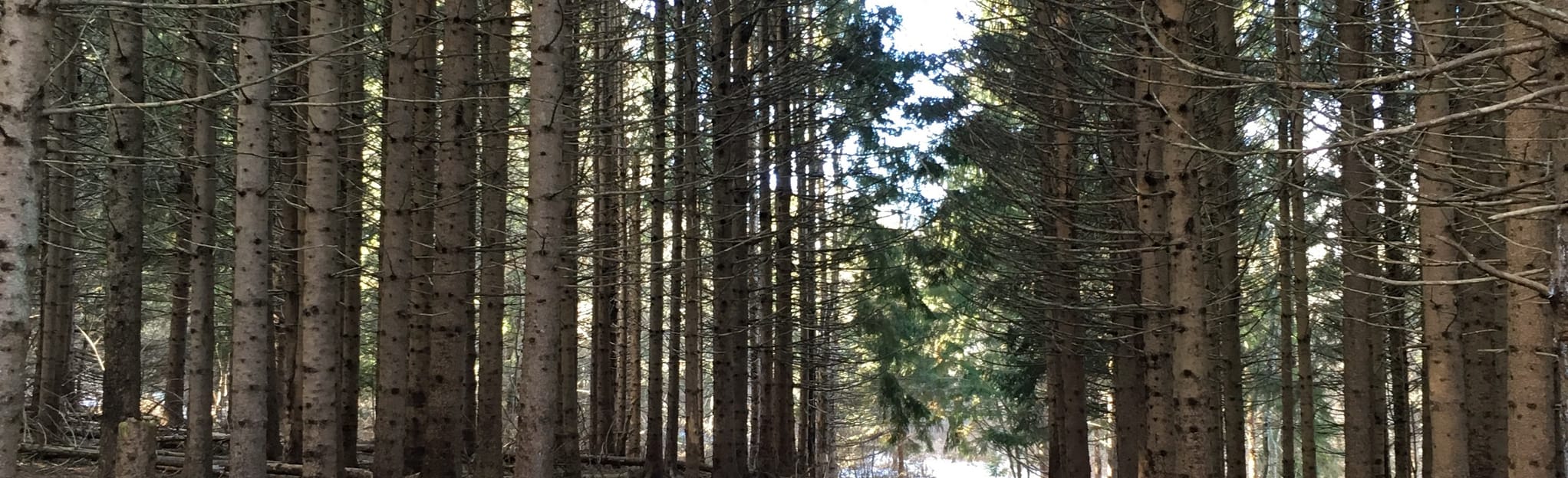 Woodland Trails Loop, Nova Scotia, Canada 35 Reviews, Map AllTrails