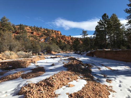 are dogs allowed in dixie national forest