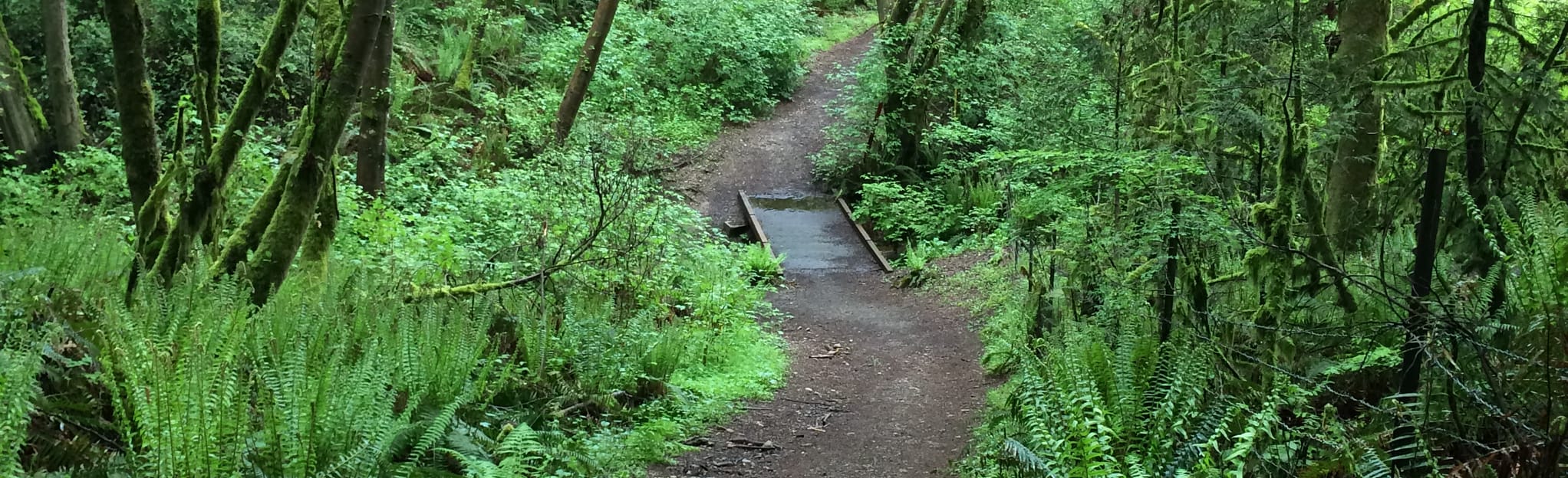 McCormick Forest Park Loop, Washington 1,069 Reviews, Map AllTrails