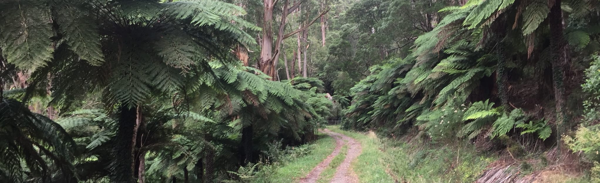 AllTrails O'Shannassy Aqueduct Trail 165 Reviews, Map Victoria