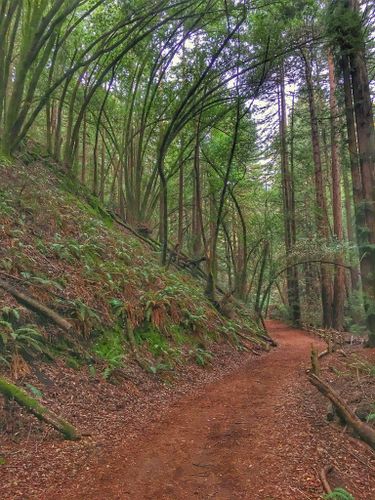 are dogs allowed in redwood regional park