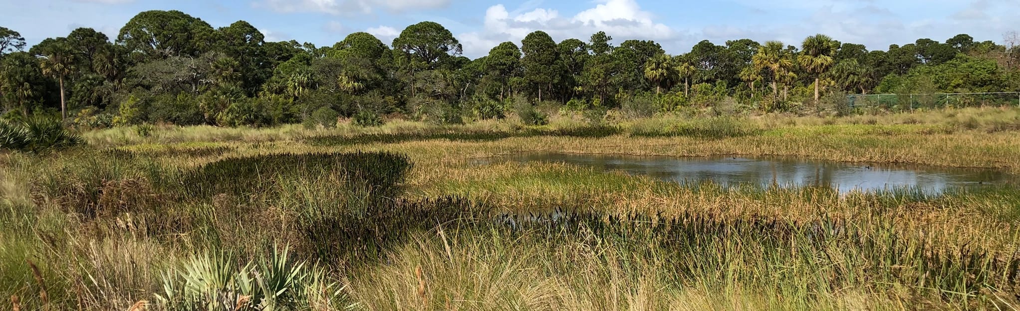 AllTrails | Cicada Nature Trail: 242 Reviews, Map - Florida
