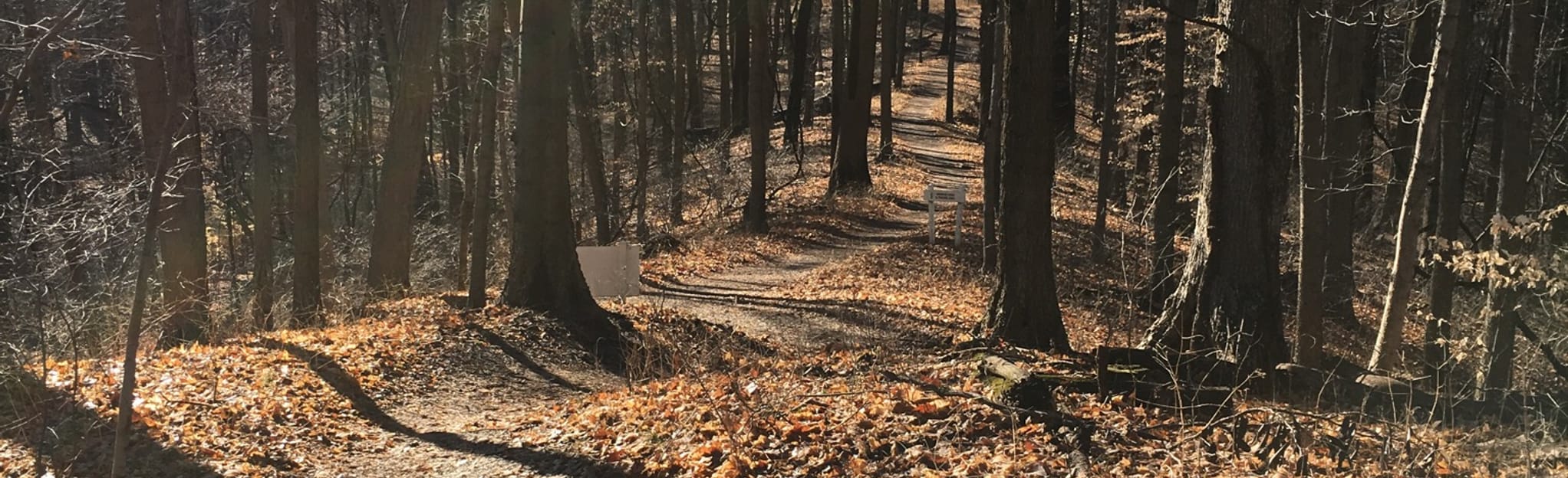 AllTrails Kentucky Coffee Tree Trail 99 Reviews, Map Kentucky