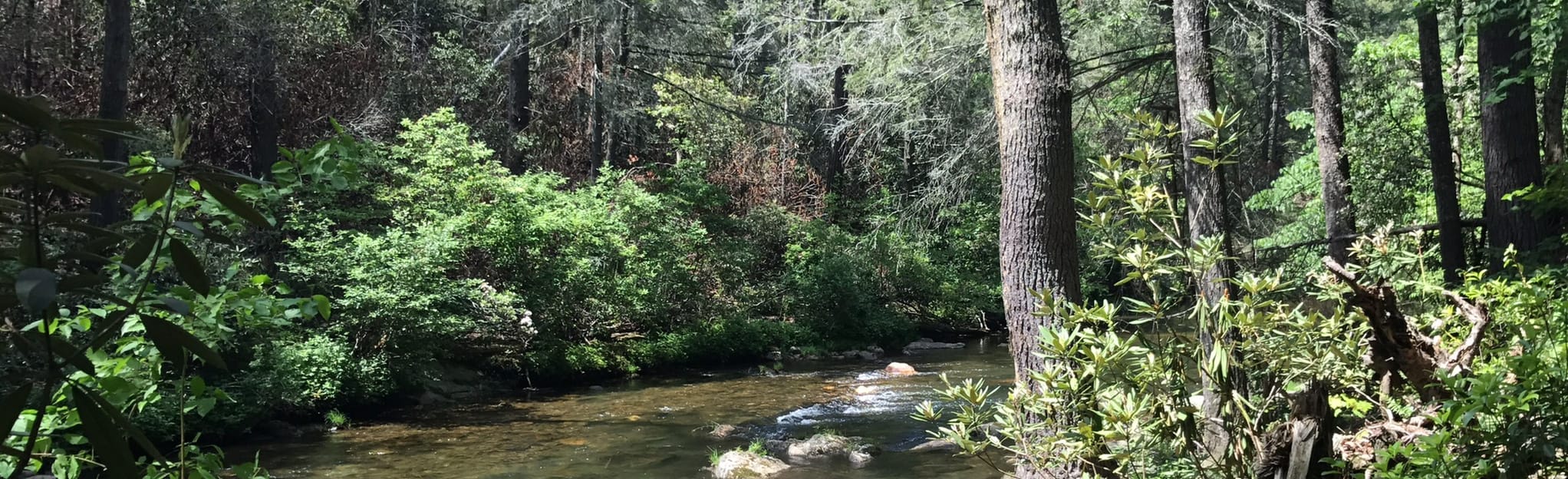 Beech Bottom Trail 318 Reviews, Map Tennessee AllTrails