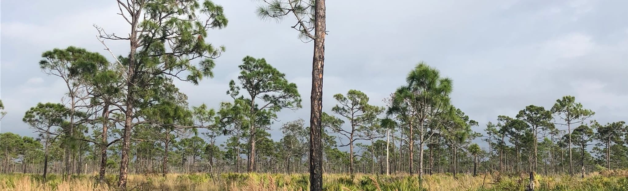 Estero River Scrub Preserve Loop Map, Guide Florida AllTrails