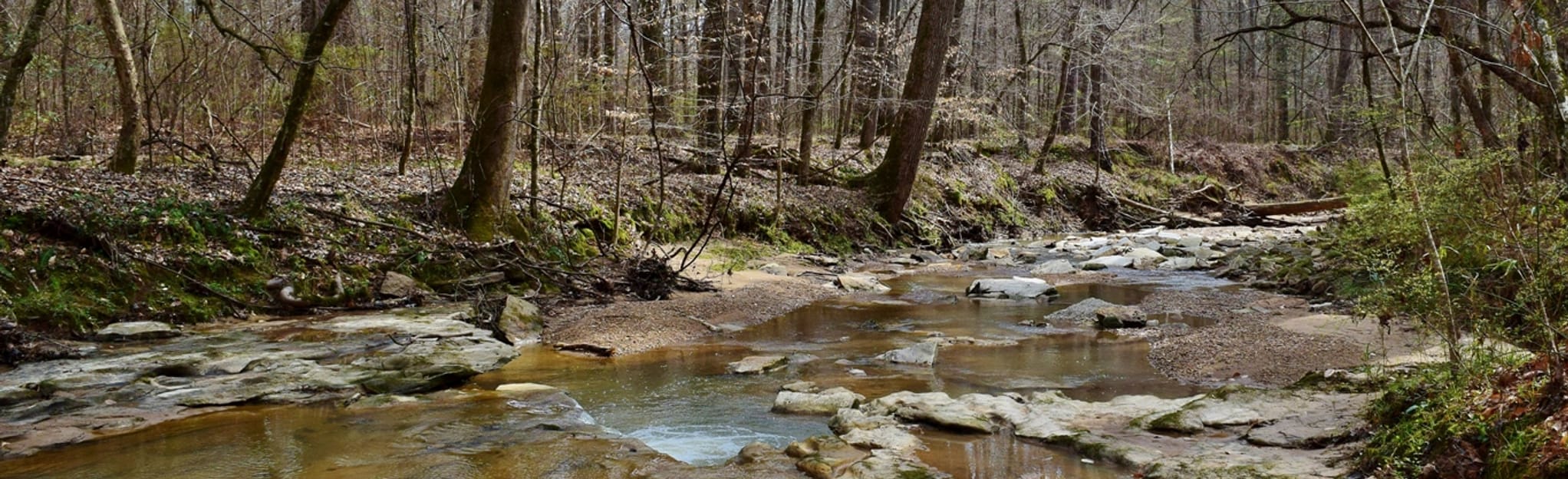 Big Creek Trail, Louisiana 17 Reviews, Map AllTrails