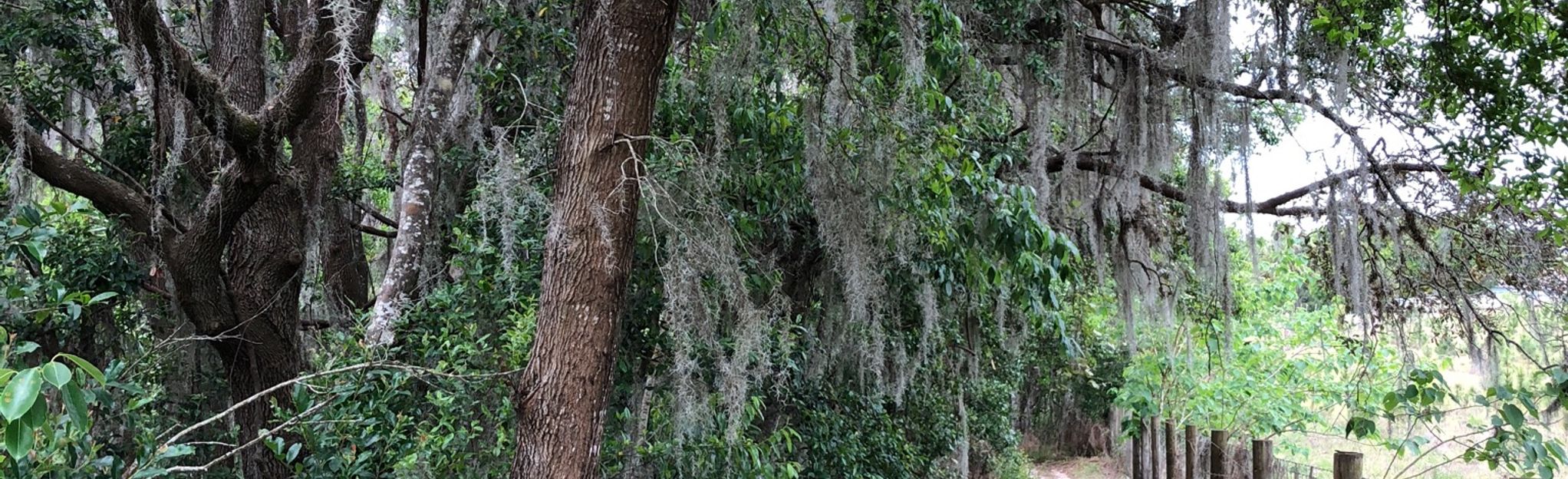 Longleaf Pine Trail Loop: 80 Reviews, Map - Florida | AllTrails