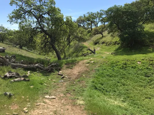 Best Hikes and Trails in Pacheco State Park | AllTrails