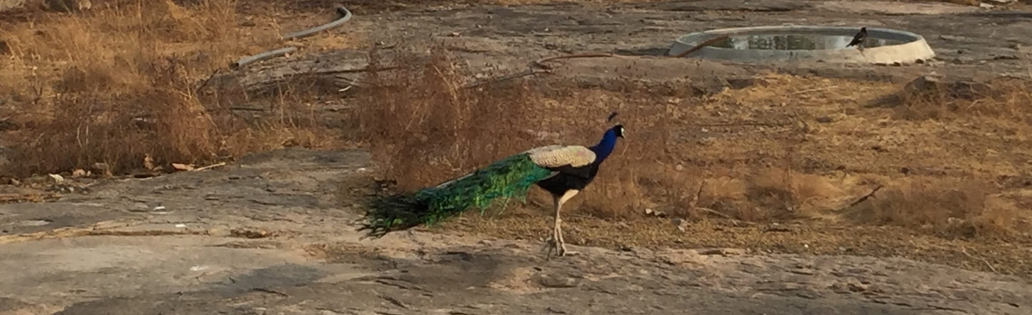 Kasu Brahmananda Reddy Park Trail, Telangana, India - Map, Guide ...