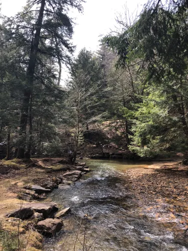 10 Best Hikes and Trails in Cook Forest State Park | AllTrails