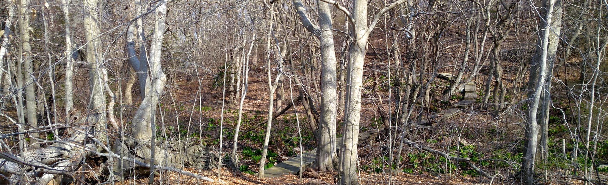 Big Reed Lake Big Loop 22 Reviews, Map New York AllTrails