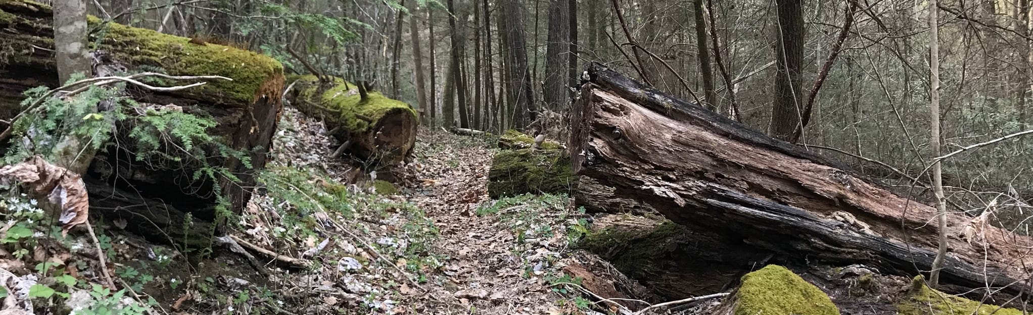 Sugar Tree Hollow 60 Reviews, Map Kentucky AllTrails