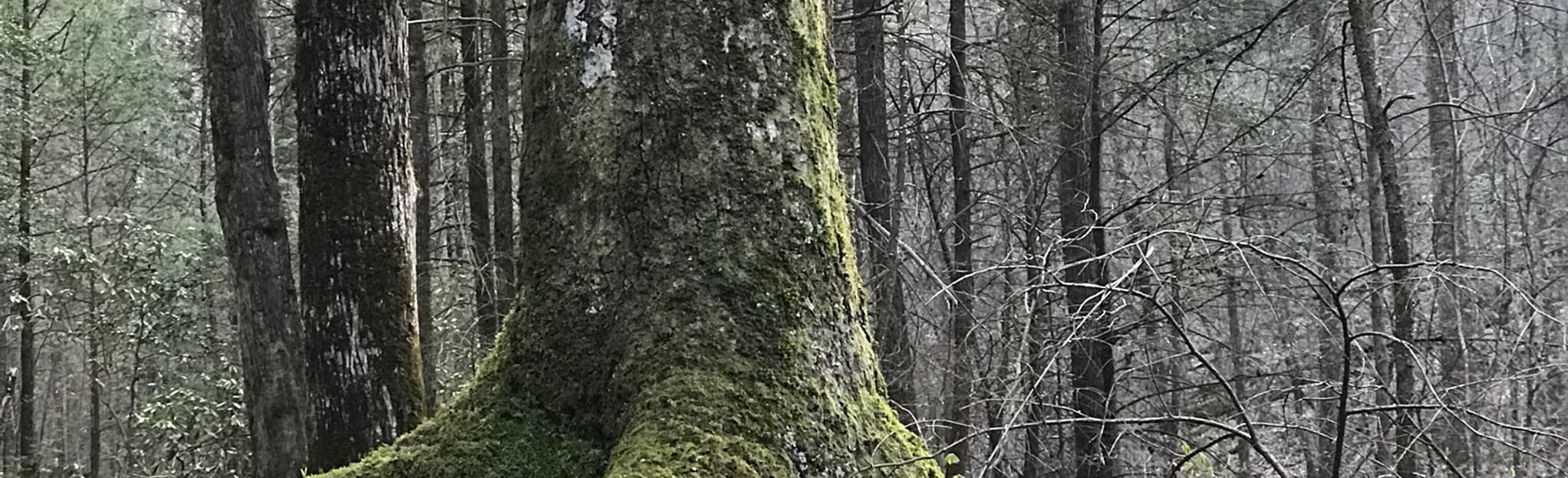 Sugar Tree Hollow, Kentucky 65 Reviews, Map AllTrails