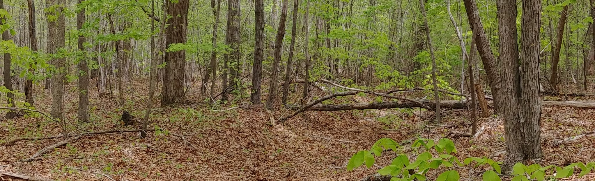 Coolers Knob Mountain North Carolina - EyJidWNrZXQiOiJhc3NldHMuYWxsdHJhaWxzLmNvbSIsImtleSI6InVwbG9hZHMvcGhvdG8vaW1hZ2UvMjAzNTIxOTMvNjhjZWMxMmM3Mzk4YmQxMjQ2ZWIzZjNmMjE5ZTJmYjAuanBnIiwiZWRpdHMiOnsidG9Gb3JtYXQiOiJqcGVnIiwicmVzaXplIjp7IndpZHRoIjoyMDQ0LCJoZWlnaHQiOjYyNCwiZml0IjoiY292ZXIifSwicm90YXRlIjpudWxsLCJqcGVnIjp7InRyZWxsaXNRdWFudGlzYXRpb24iOnRydWUsIm92ZXJzaG9vdERlcmluZ2luZyI6dHJ1ZSwib3B0aW1pc2VTY2FucyI6dHJ1ZSwicXVhbnRpc2F0aW9uVGFibGUiOjN9fX0=