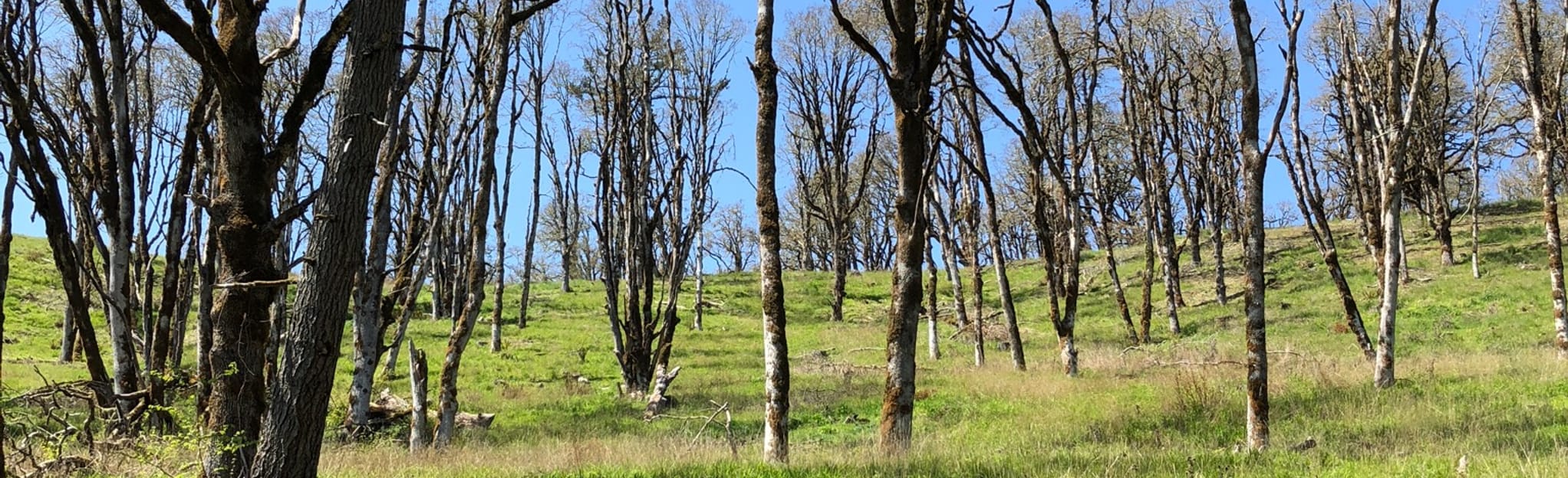 AllTrails | Main Chip Ross Loop: 465 Reviews, Map - Oregon