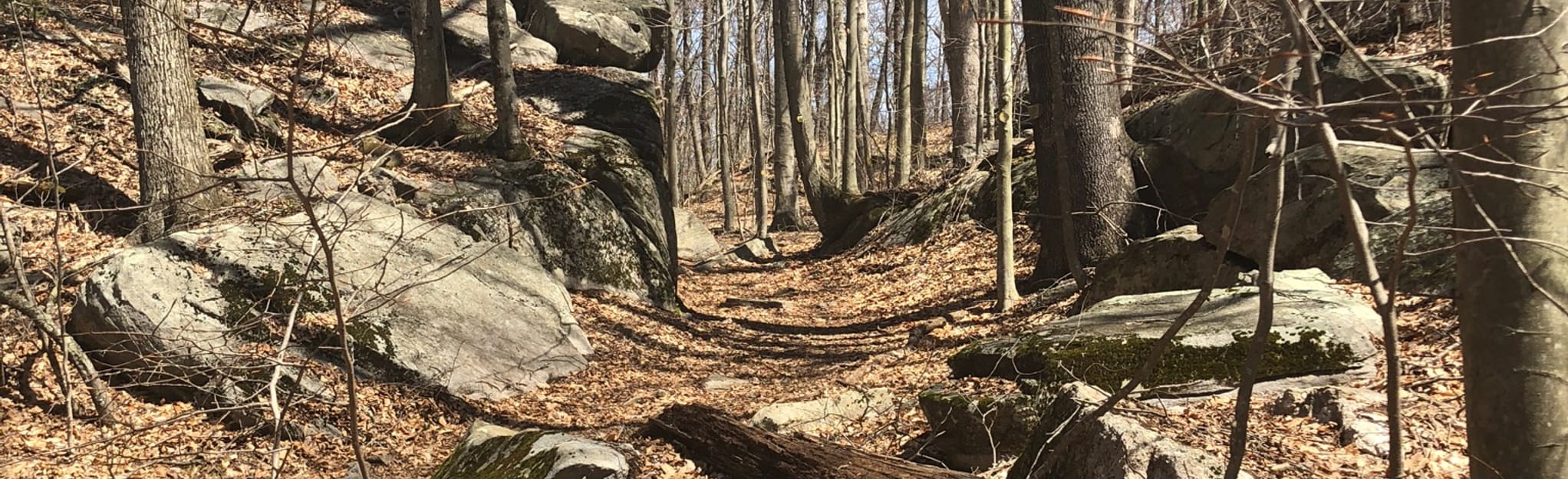 Canfield Woods via Deep River Trail Map, Guide Connecticut AllTrails