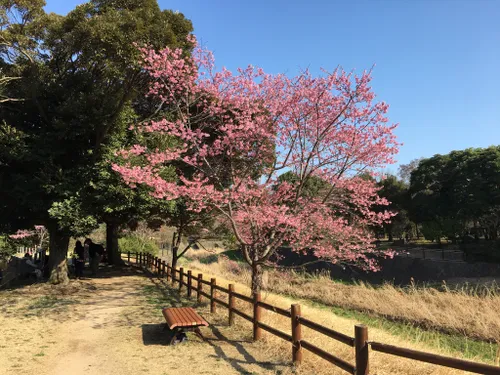 Best Hikes and Trails in Tachikawa