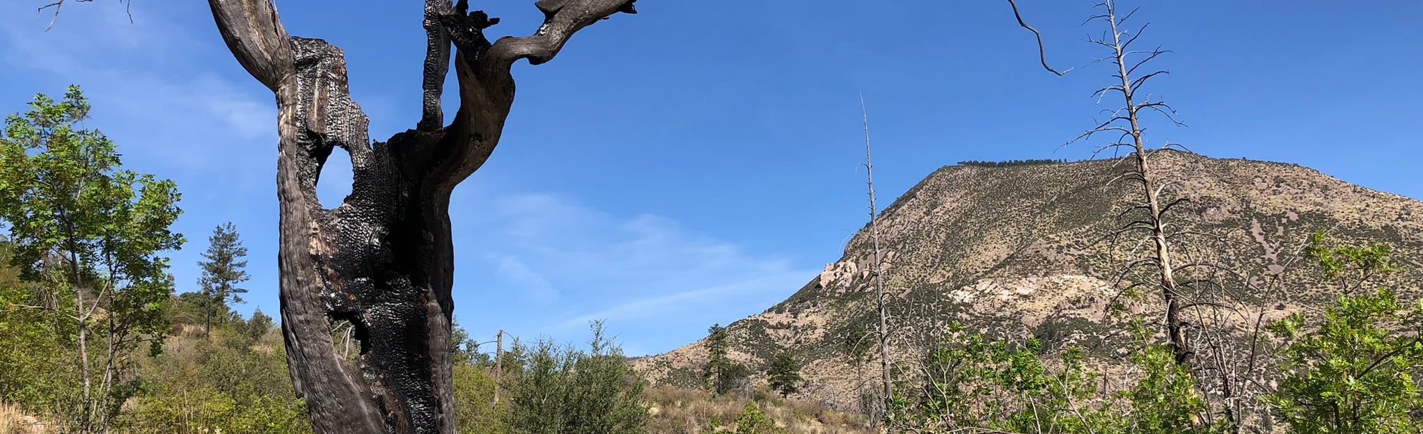 Mogollon Creek to Turkey Creek Trail, New Mexico Map, Guide AllTrails