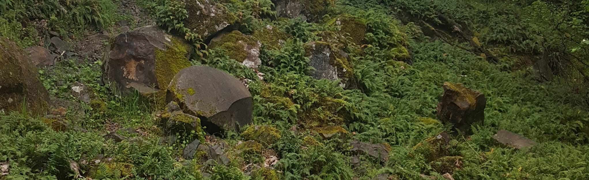 Columbia Nature Trail 28 Reviews, Map Oregon AllTrails