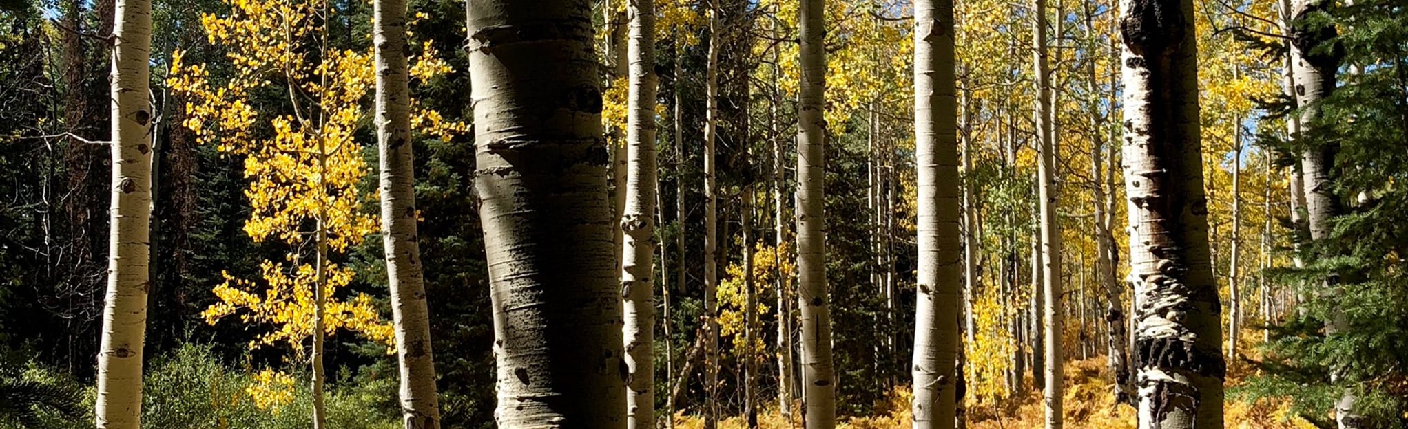 Fiddlehead Trail 430 Reviews, Map Colorado AllTrails