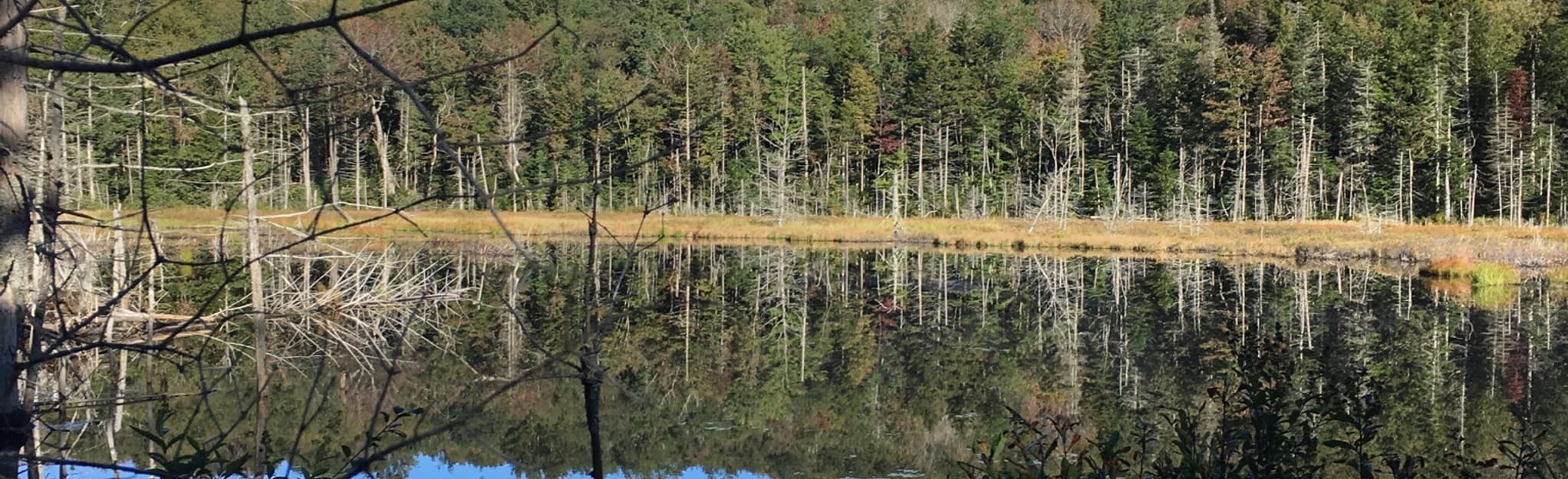 Sucker Pond via Long Trail, Vermont 13 Reviews, Map AllTrails
