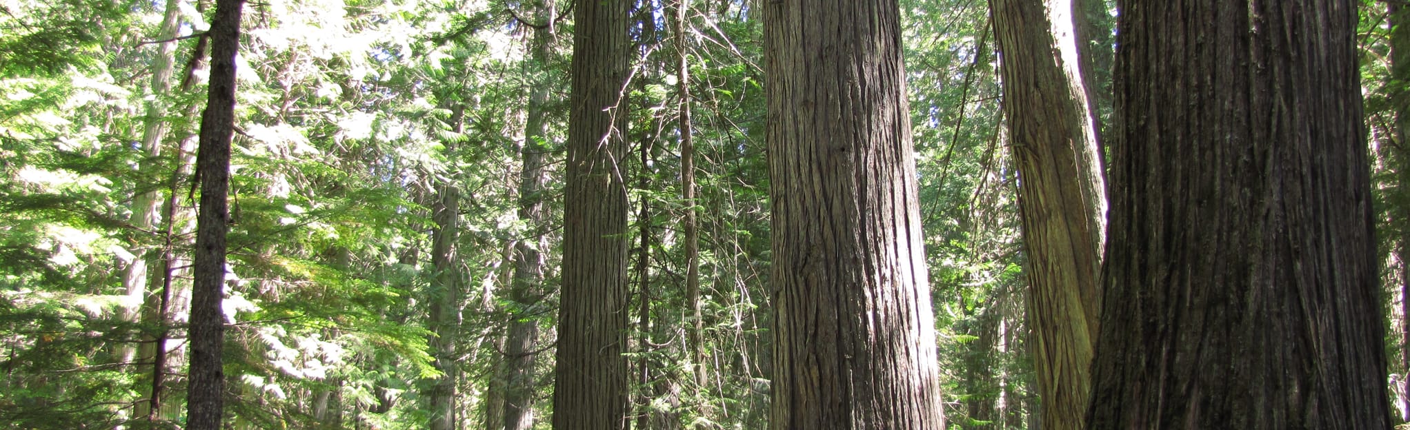 Hanna Flats Nature Trail 17 Reviews, Map Idaho AllTrails