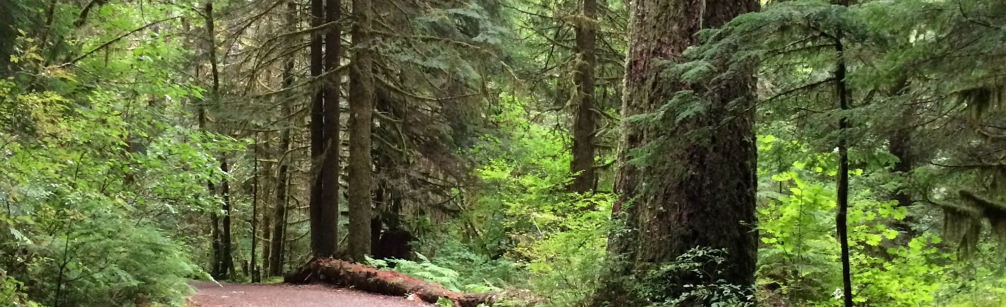 Opal Creek to Cedar Flats [CLOSED], Oregon 54 Reviews, Map AllTrails