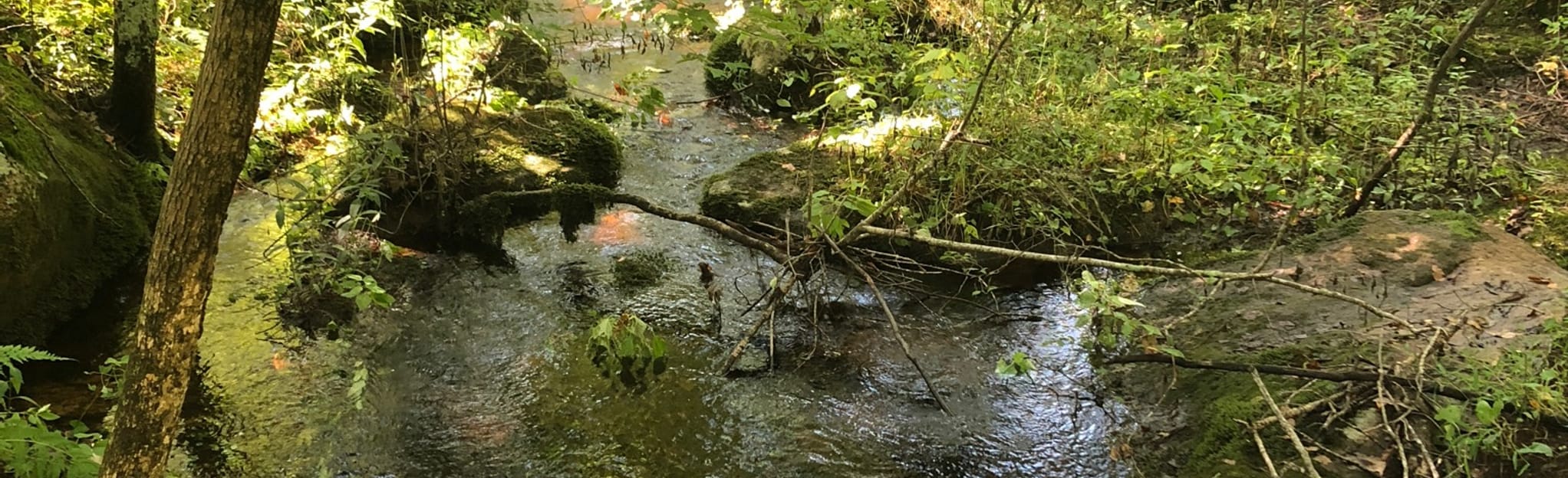 Hoxie Loop, Rhode Island 172 Reviews, Map AllTrails