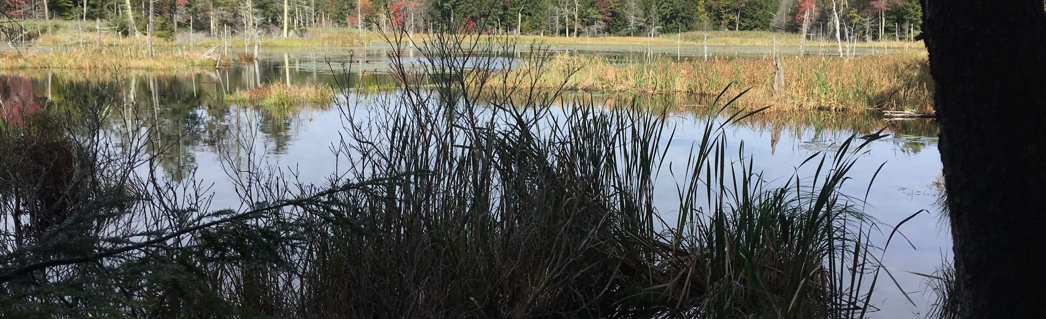 AllTrails Chapel Falls Trail to Moose Run 51 Reviews, Map