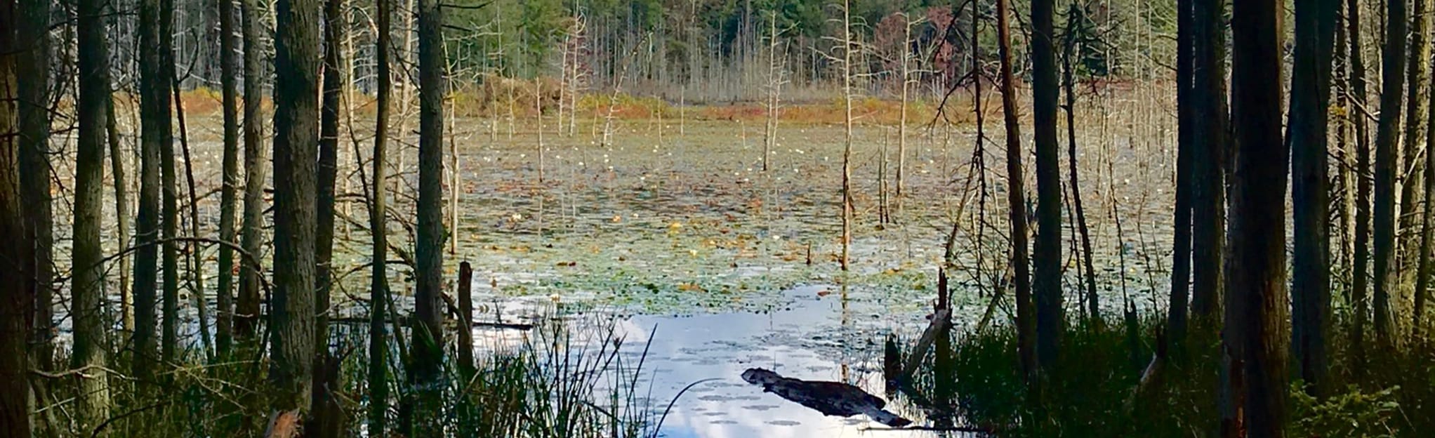 Piney Hollow Preservation Area, New Jersey 33 Reviews, Map AllTrails