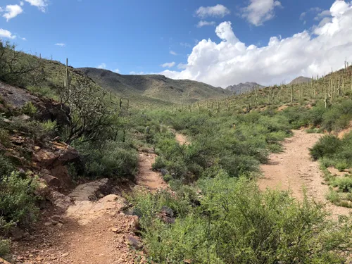 10 Best Hikes and Trails in Tucson Mountain Park | AllTrails