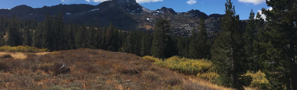 are dogs allowed on the pacific crest trail