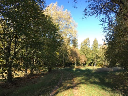 Sophienhöhe - Weg C