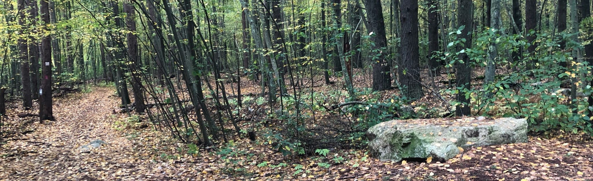 High Rock, Wolf Meadow and Tupelo Trail, Massachusetts - 373 Reviews ...
