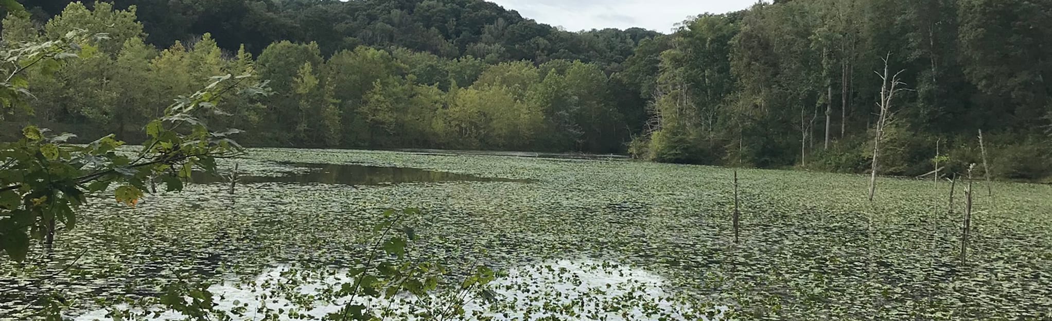 Zaleski Extended Loop 82 Reviews, Map Ohio AllTrails