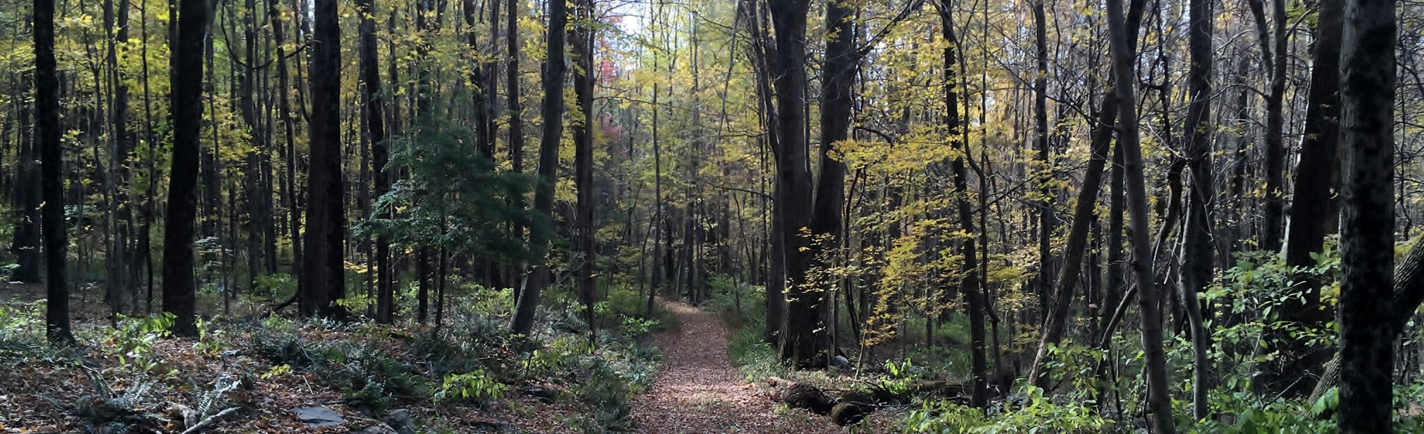 Bald Mountain and The Pinnacle Loop Map, Guide Connecticut AllTrails