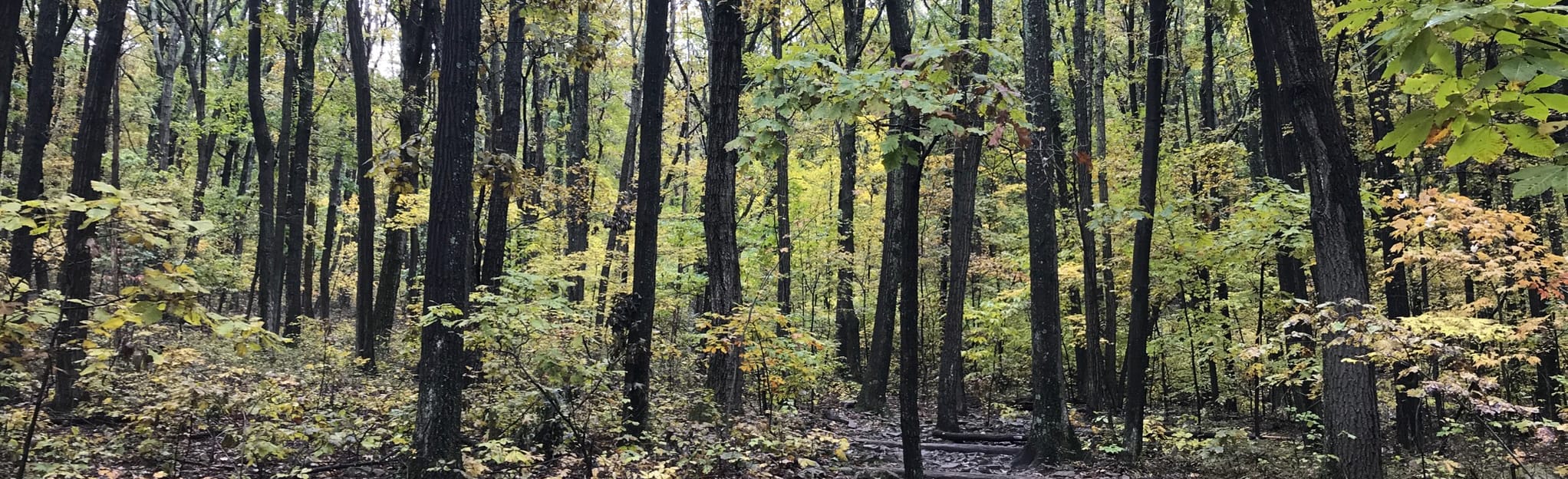 Mount Nittany Loop 963 Reviews, Map Pennsylvania AllTrails